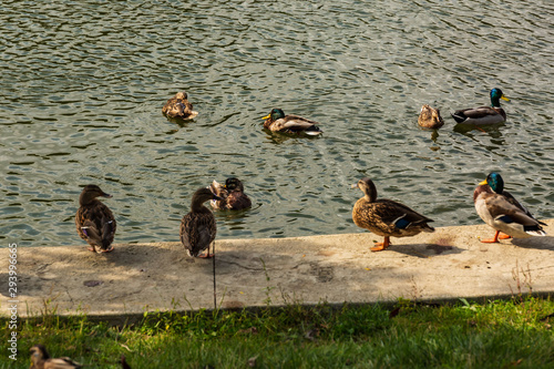 group of ducks watching other ducks in the pond