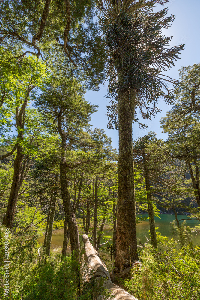 Obraz premium Araukárie (Araucaria araucana) This particular kind of prymulas is endemic, which means that it only occurs here – in central Chile and in the west of Argentina.
