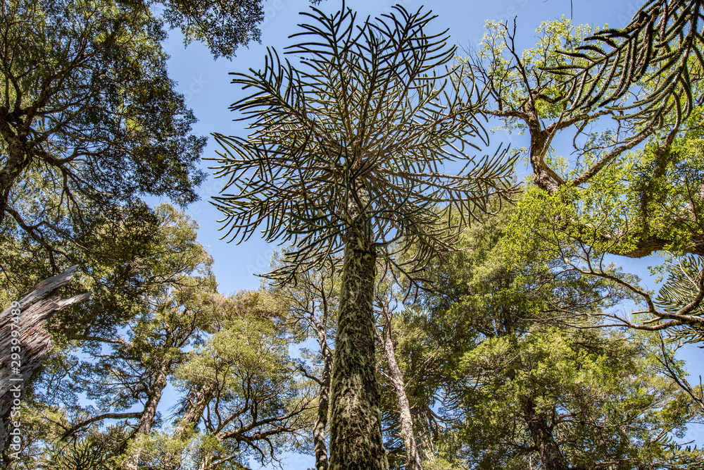 Araukárie (Araucaria araucana) This particular kind of prymulas is endemic, which means that it only occurs here – in central Chile and in the west of Argentina. Araukárie (Araucaria araucana) This particular kind of prymulas is endemic, which means that it only occurs here – in central Chile and in the west of Argentina.