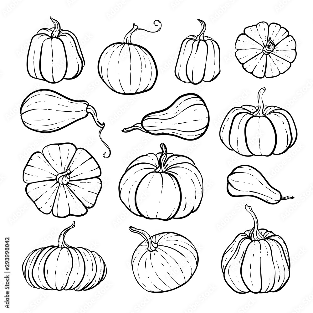 Set of decorative black and white pumpkins. Hand drawn sketch vector autumn illustration. Thanksgiving Day, halloween Holiday background. Harvest