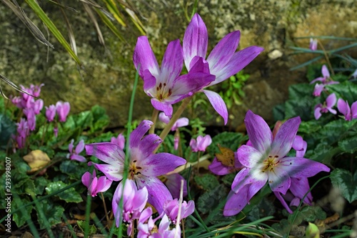 All the seasons in one; Summer chives, autumal colchicum and winter flowering cyclamen.