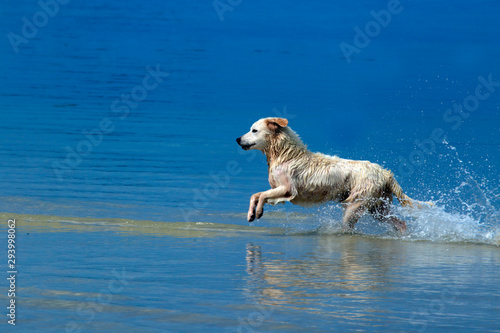 Dog playing in the water.
