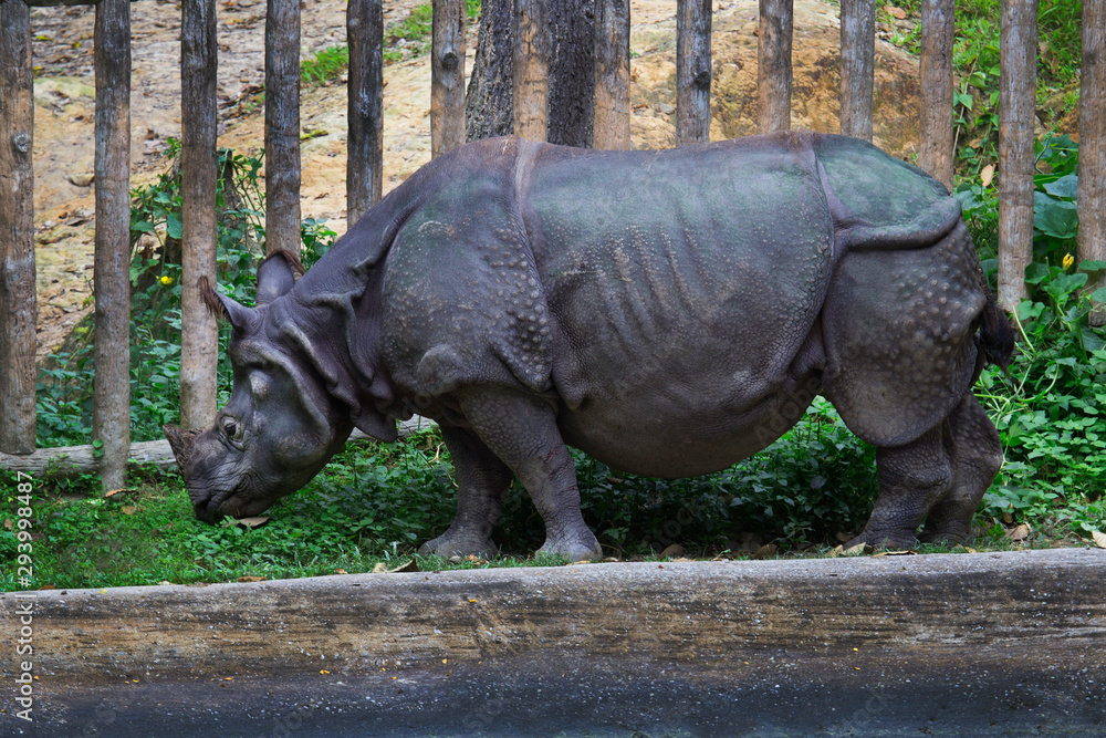 Fototapeta premium One horned Rhinoceros in Zoo.