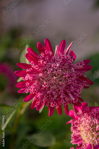 Beautiful pink "Princess" Aster flowers in the garden, autumn flowers in the park. Blooming beauty