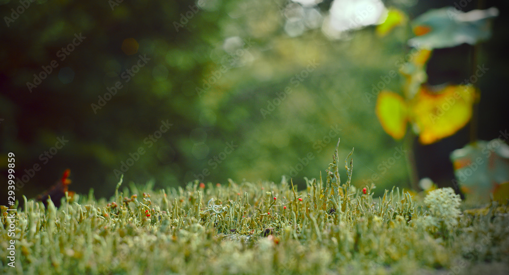 Obraz premium Lichens in the forrest