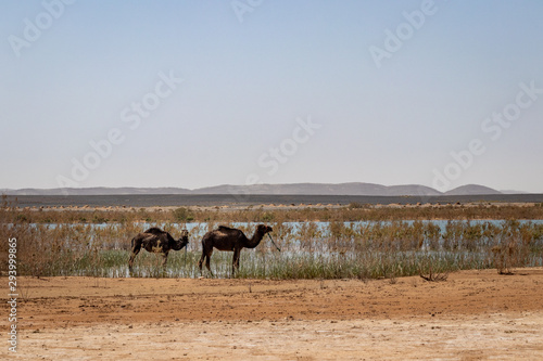 Camels at a lake