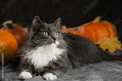 Calm grey cat lying on couch with pumpkins, halloween concept background