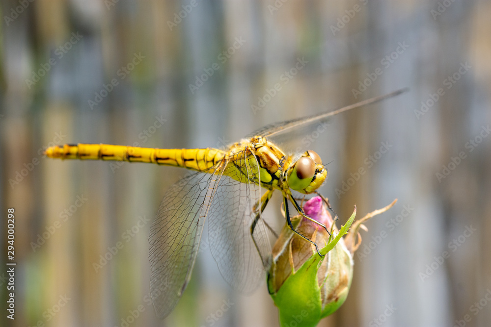 Ταπετσαρία Macro of the juvenile vagrant darter (Sympetrum vulgatum) - yellow dragonfly sit
