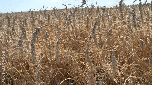 A view of the crop grains dying from the heat
