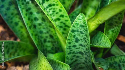 Photos closeup of green leaves with dot pattern