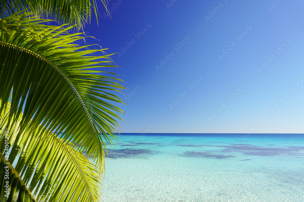 The leaves of a palm tree frame a turquoise lagoon surrounded by a bright clear blue sky with copy space The leaves of a palm tree frame a turquoise lagoon surrounded by a bright clear blue sky with copy space