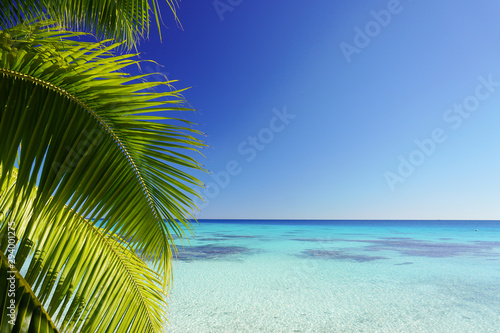 The leaves of a palm tree frame a turquoise lagoon surrounded by a bright clear blue sky with copy space