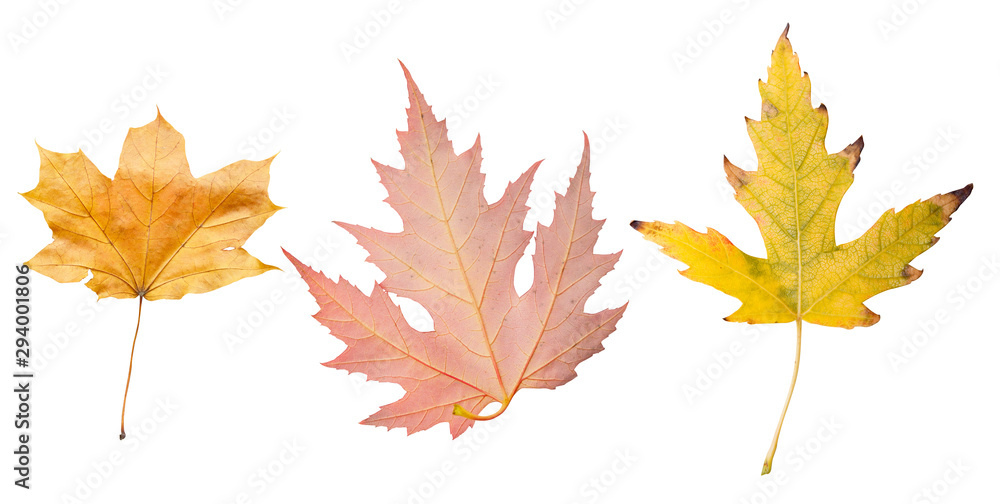 isolated yellow and red autumn leaf on white background. Leaves in fall isolated yellow and red autumn leaf on white background. Leaves in fall