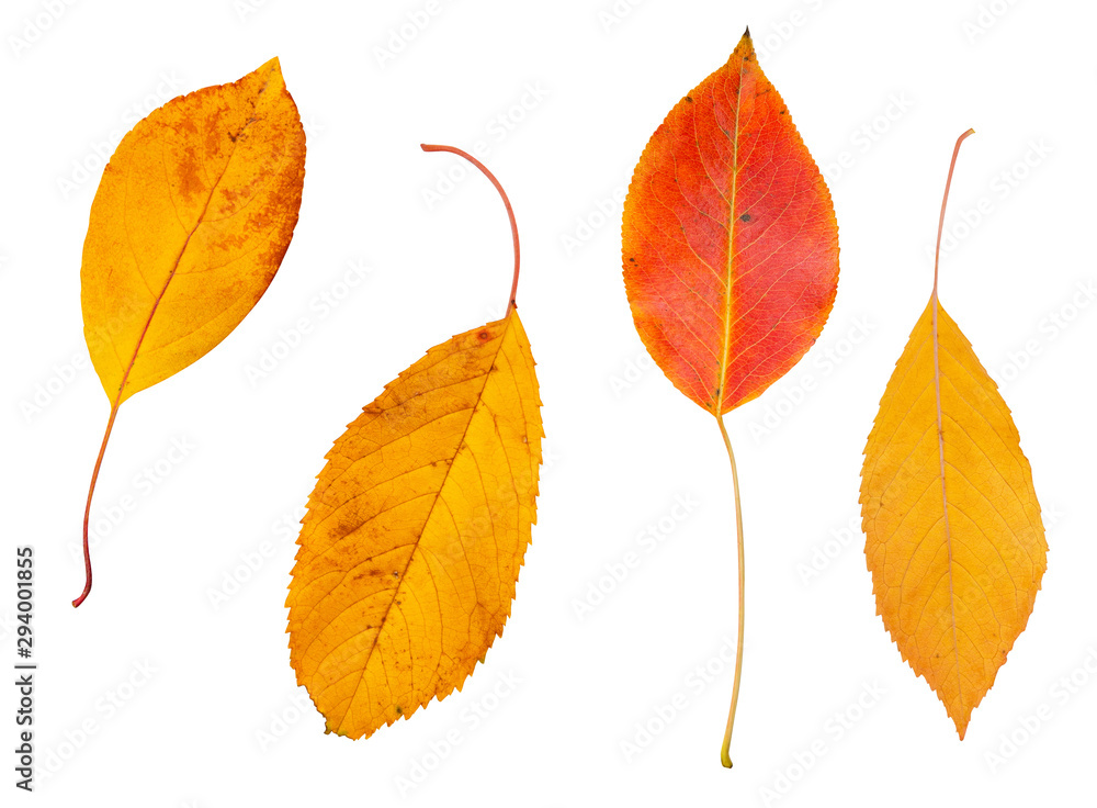 isolated yellow and red autumn leaf on white background. Leaves in fall isolated yellow and red autumn leaf on white background. Leaves in fall