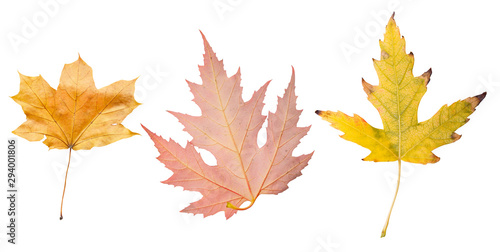 isolated yellow and red autumn leaf on white background. Leaves in fall