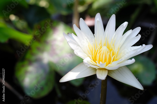 White lotus flower close-up with yellow stamens in the middle