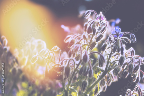 Foto Borage flowers close up, borago officinalis, starflower