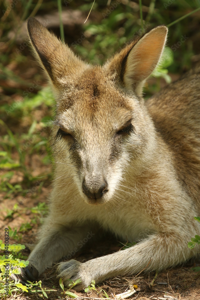 Flinkwallaby