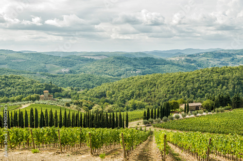 Vineyards landscapes in the morning in Albola in the Chianti region.