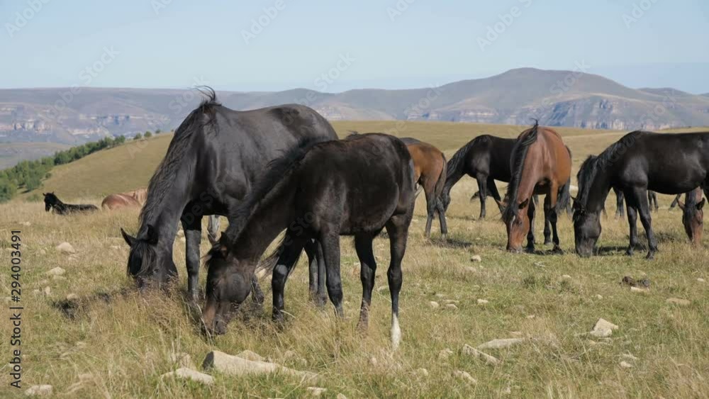 A group of horses graze in an alpine pasture. Herd of adult horses and foals on a sunny day A group of horses graze in an alpine pasture. Herd of adult horses and foals on a sunny day