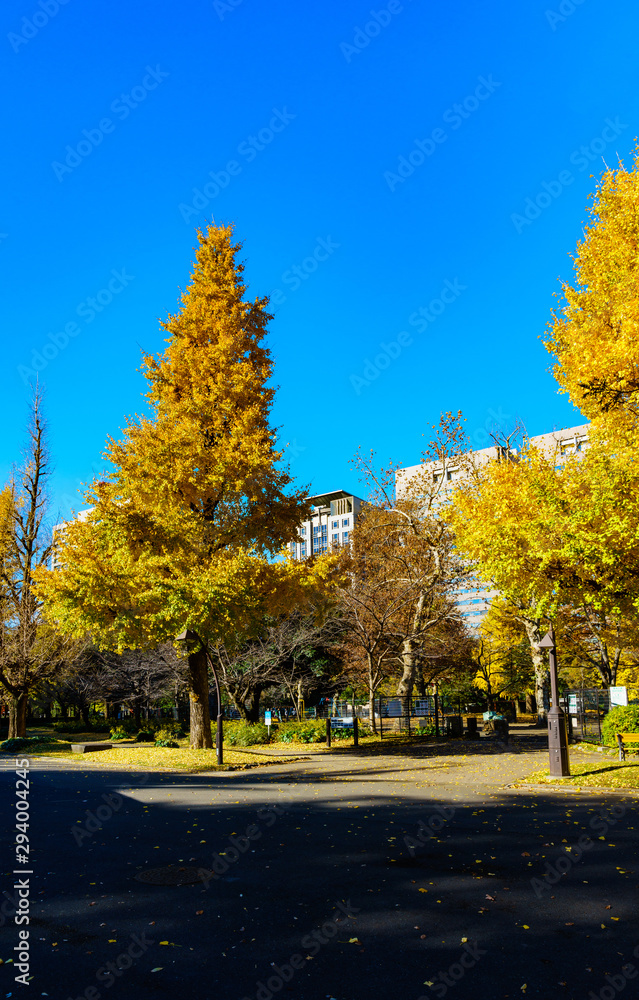 日本の秋・冬のイメージ：黄金色に染まるイチョウの木と師走の青空のコントラストが美しい季節の風景