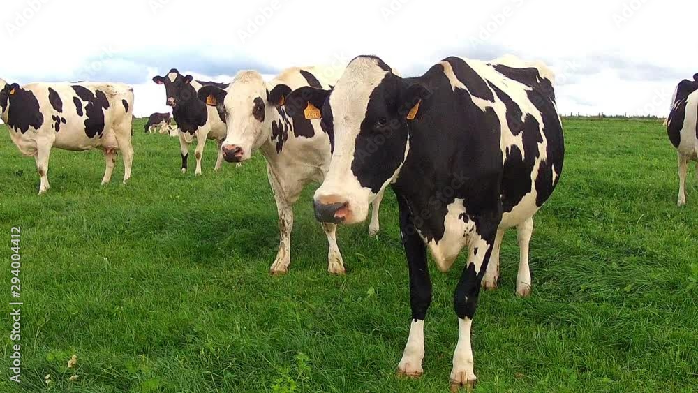 Cows on the field in the Belgium countryside. Cows on the field in the Belgium countryside.