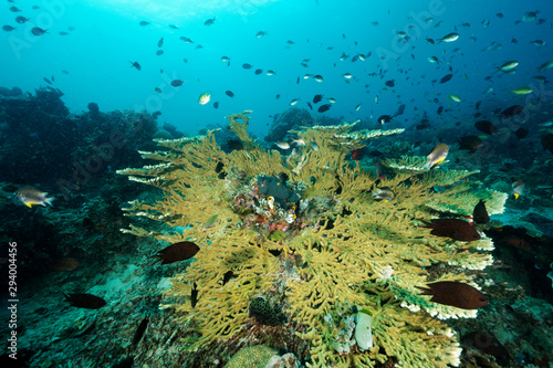 Fototapeta Naklejka Na Ścianę i Meble -  Reef scenic with Acropora coral and Philippines chromis, Chromis scotochiloptera, Sulawesi Indonesia.