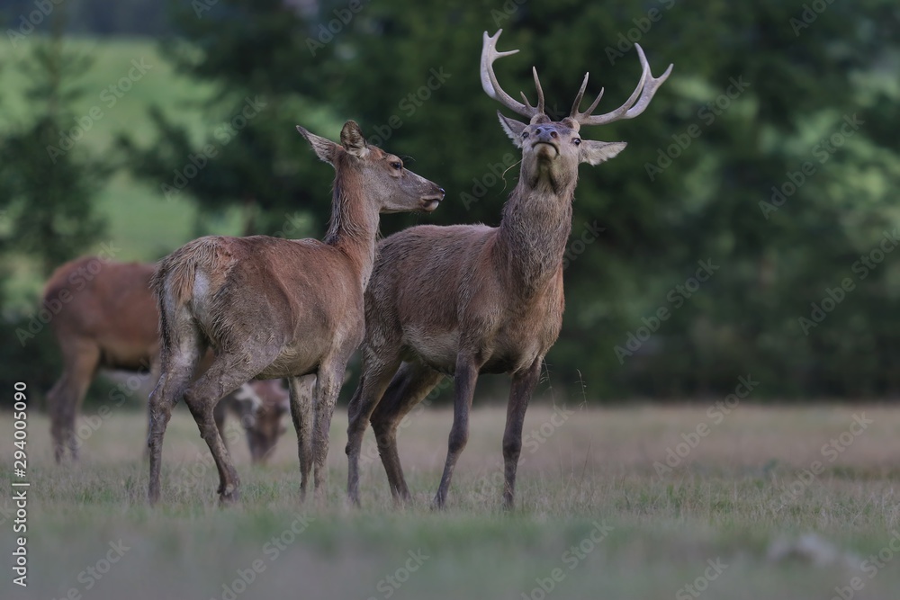Beautiful red deer in the nature habitat. Wildlife scene from european nature. Cervus elaphus Beautiful red deer in the nature habitat. Wildlife scene from european nature. Cervus elaphus