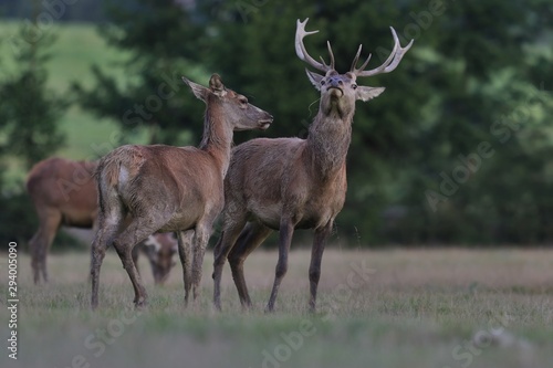 Beautiful red deer in the nature habitat. Wildlife scene from european nature. Cervus elaphus