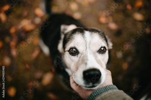 hand stroking a dog in the fall on a background of leaves. concept of love and loyalty pet friendship.