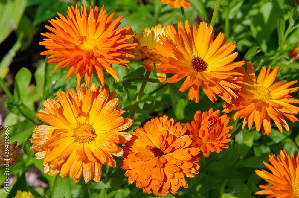 Blooming calendula (lat. Calendula officinalis) in the summer garden close-up Blooming calendula (lat. Calendula officinalis) in the summer garden close-up