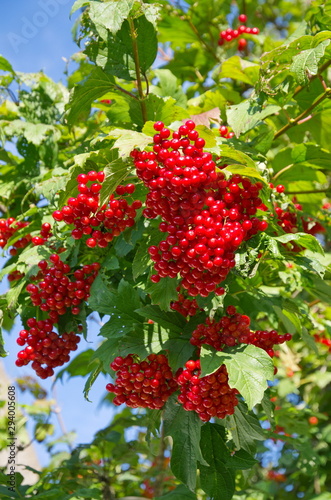 Ripe viburnum berries on the branches