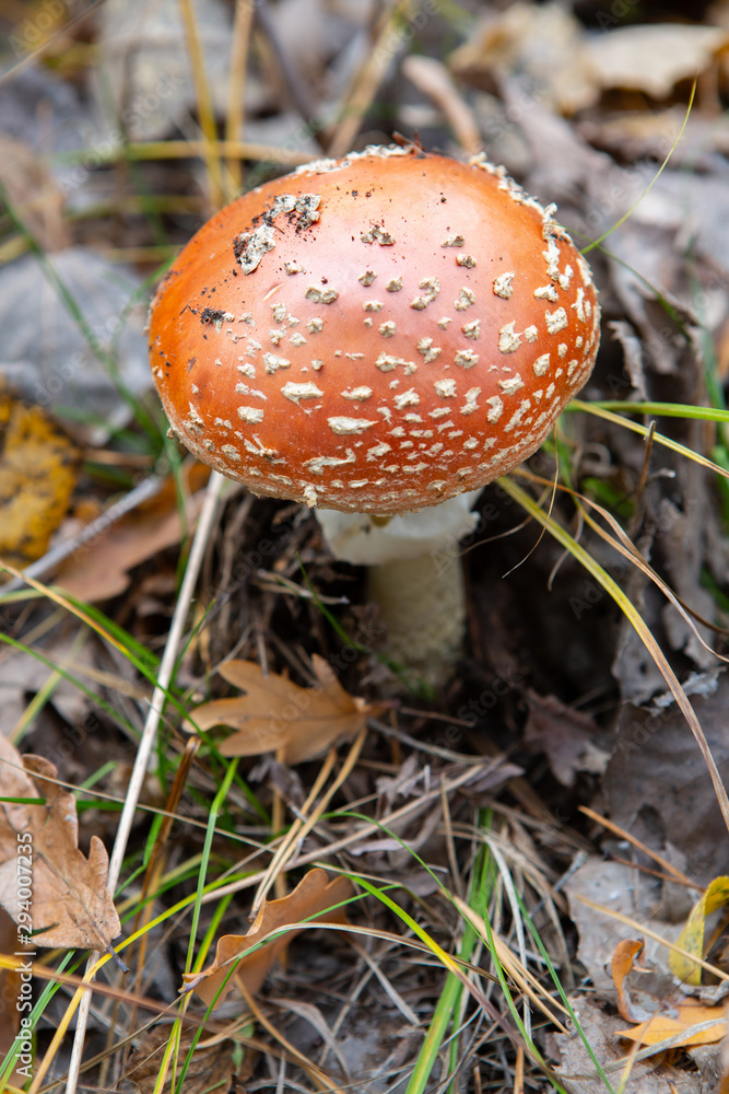 Toxic and hallucinogen mushroom Fly Agaric in grass on autumn forest background. Red poisonous Amanita Muscaria fungus macro close up in natural environment. Inspirational natural fall landscape Toxic and hallucinogen mushroom Fly Agaric in grass on autumn forest background. Red poisonous Amanita Muscaria fungus macro close up in natural environment. Inspirational natural fall landscape