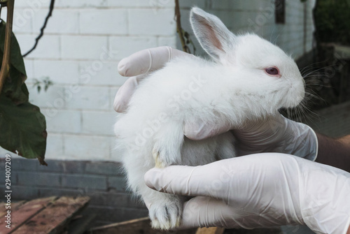 Veterinarian examines a little white rabbit in the countryside. The farm. Pet healthcare examination.