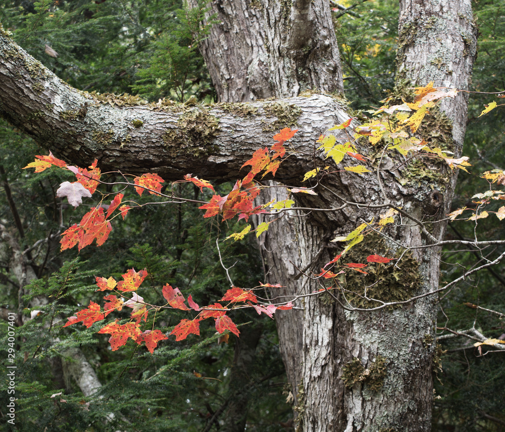 Maple leaves and tree trunk detail Maple leaves and tree trunk detail