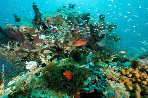 Reef scenic with spinecheek anemonefish, Premnas bieculatus, Bangka Island Sulawesi Indonesia.