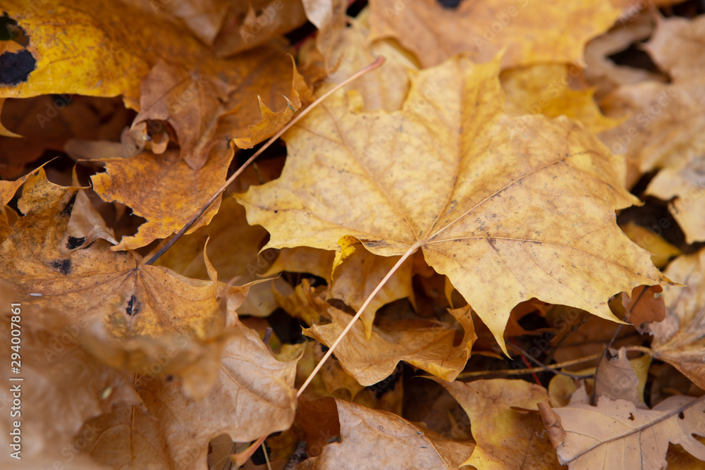 Bright background made of fallen autumn leaves Bright background made of fallen autumn leaves