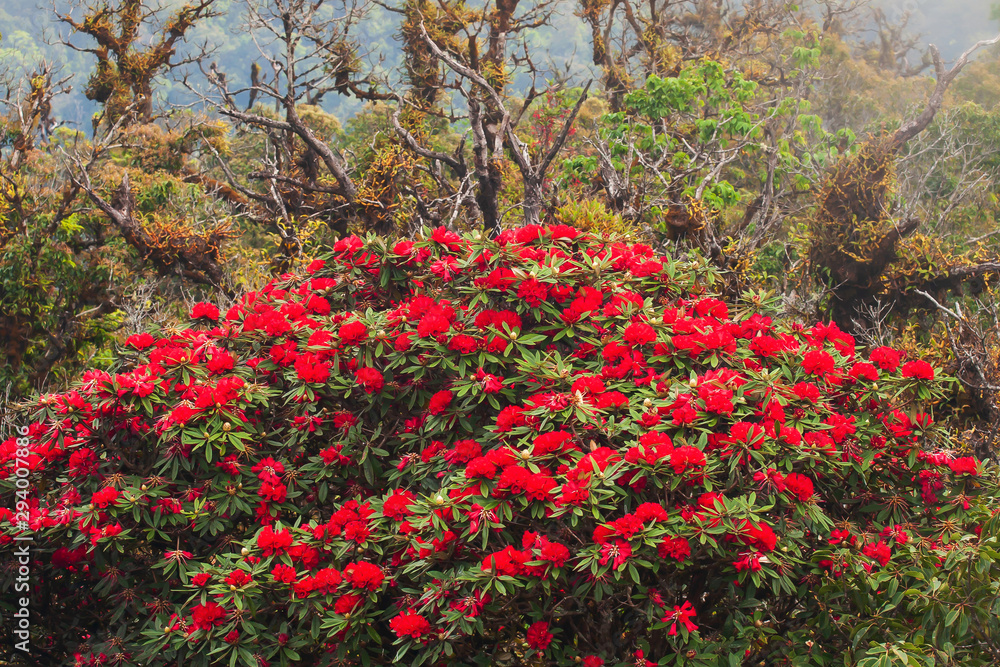 Blooming Rhododendron forest in autumn.
