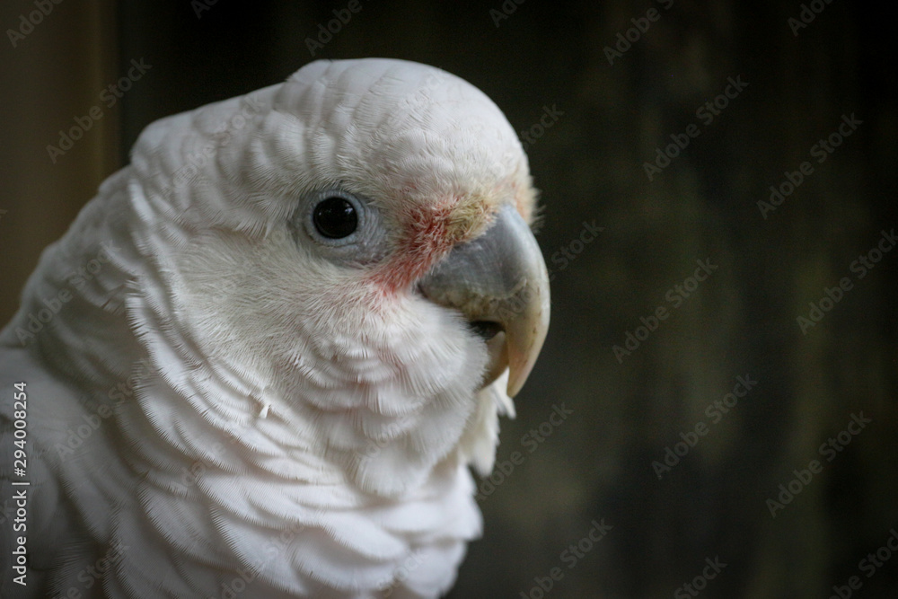 White Parrot Bird