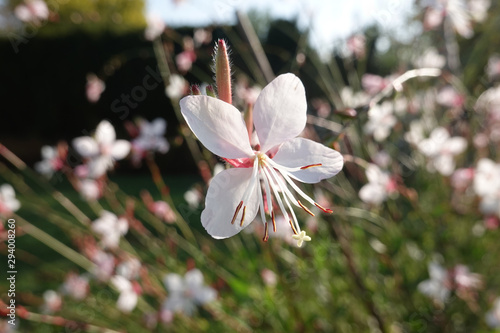 Tiny white flowers of gaura lindheimeri or whirling butterflies in the morning sun macro photo