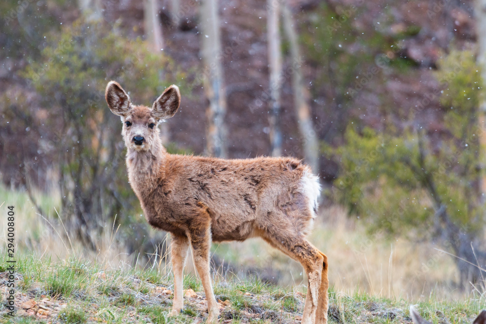 Mule Deer Herd on a Snowy Morning Mule Deer Herd on a Snowy Morning