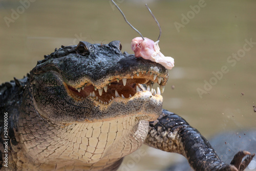 Wallpaper Mural Alligator being Fed Chicen  Torontodigital.ca