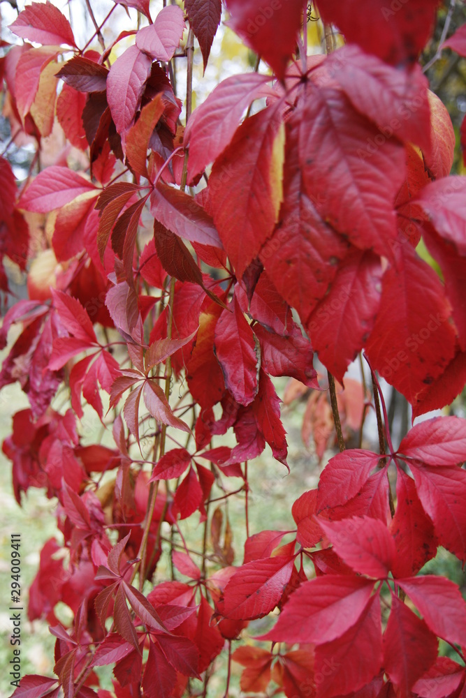 Multicolour pattern of autumn leaves