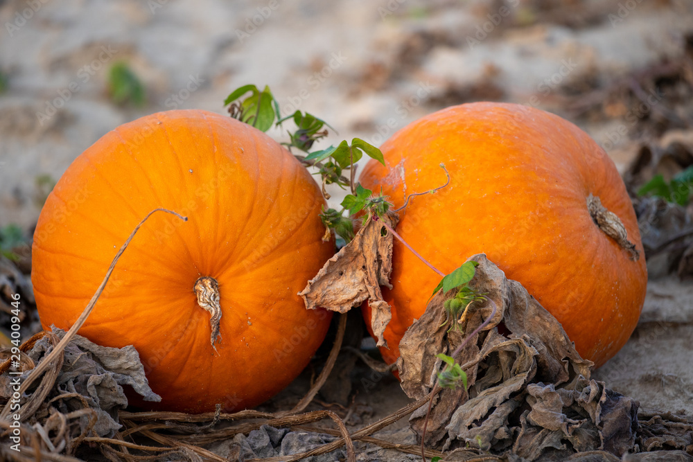 Φωτογραφία pumkins on vine ready for harvest southern maryland farm field saint marys leona