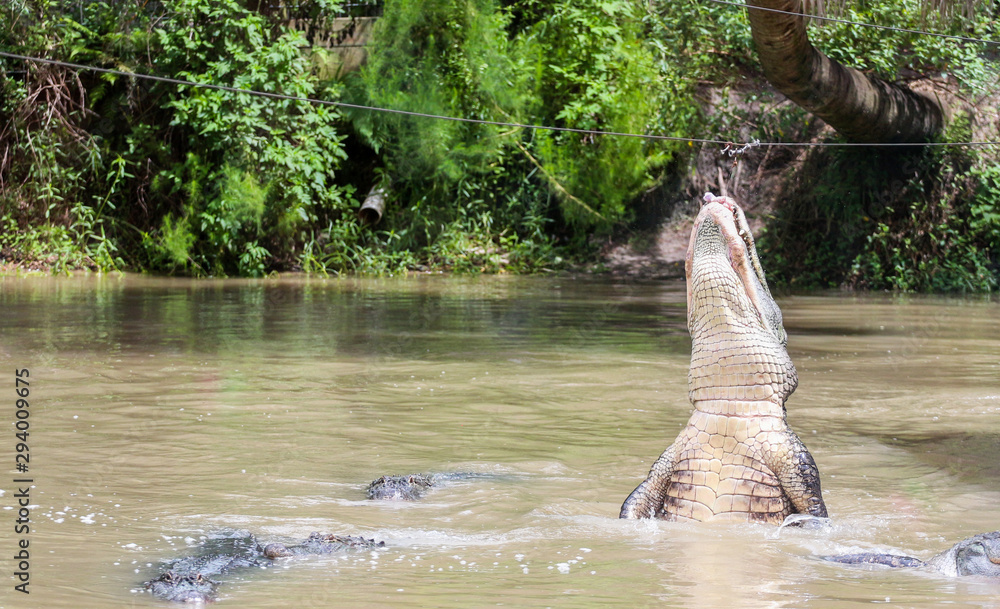 Fototapeta premium Alligator Jumping for Food