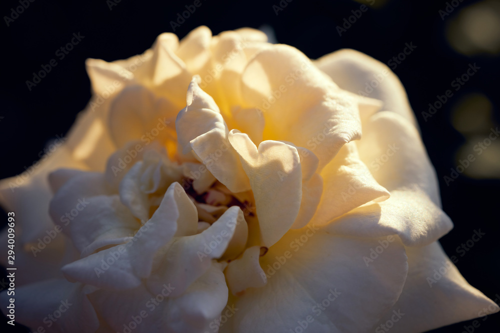 Fototapeta premium 薔薇の季節