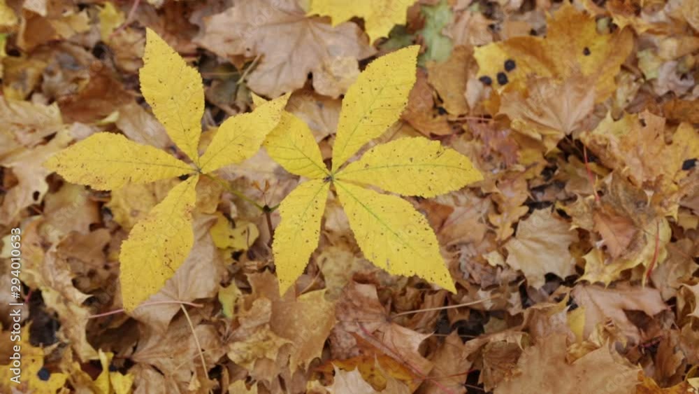 the wind shakes the leaves in the autumn forest the wind shakes the leaves in the autumn forest