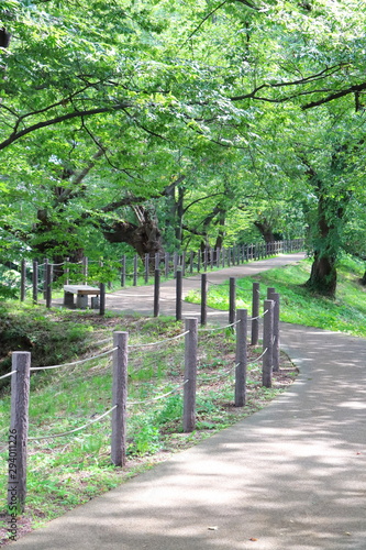 公園 桜並木