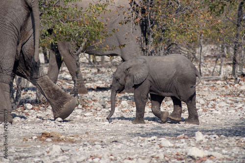 Slika na platnu Baby Elephant with parents walking near the desert in Namibia - Africa