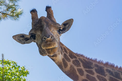 Giraffe at the zoo. Portrait against the sky.